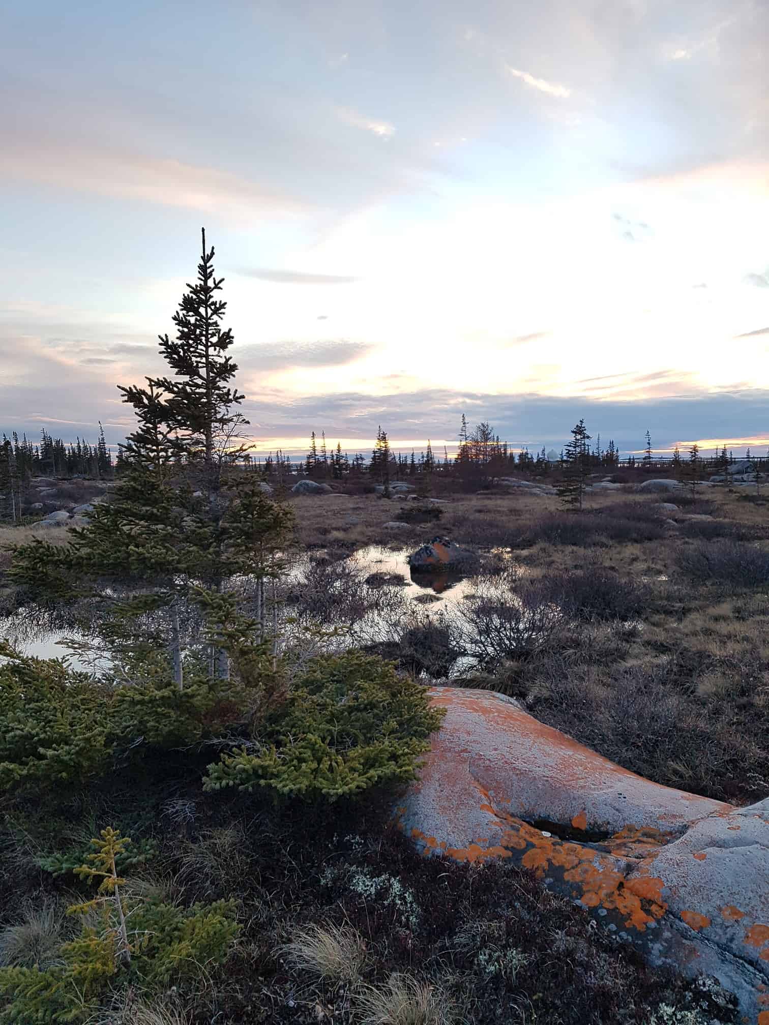 A spruce tree in the Hudson bay lowlands after spring snow melt