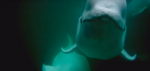 beluga underwater